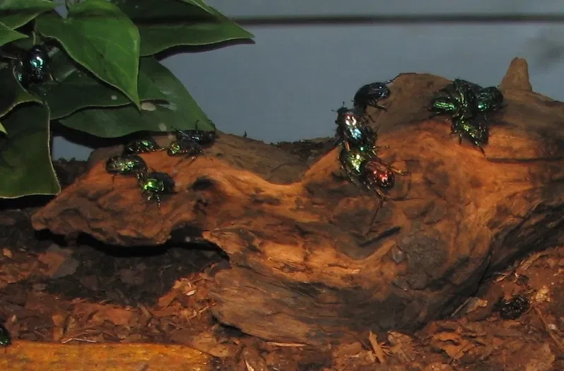 Zoo et Jardin botanique de Cincinnati