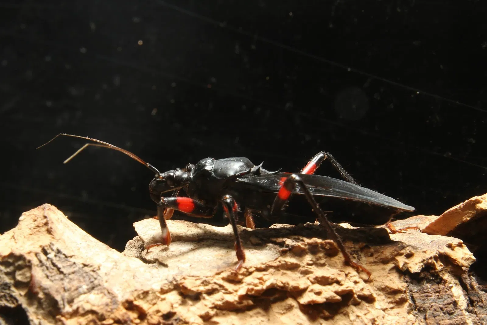 Zoo e giardino botanico di Cincinnati