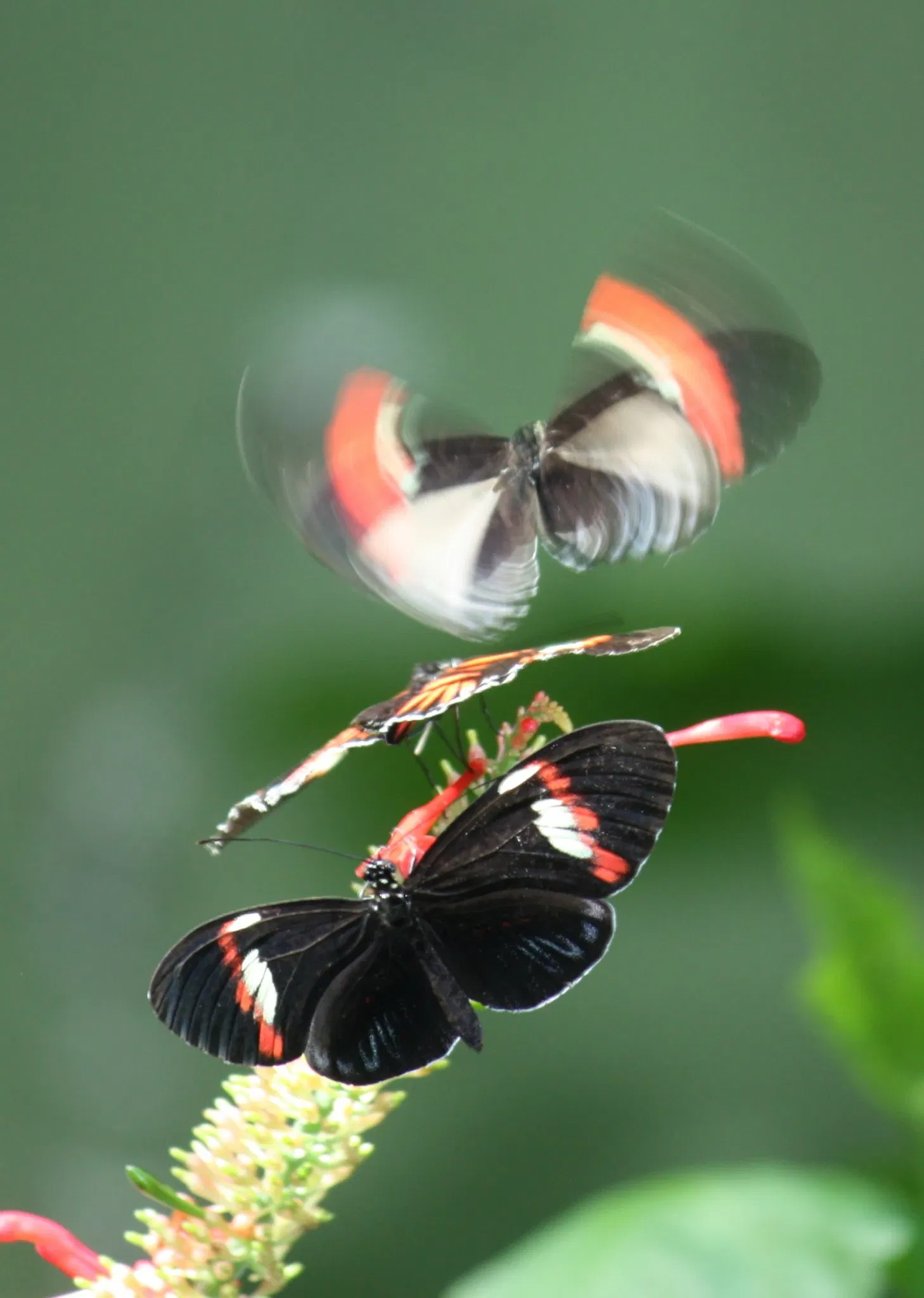 Cincinnati Zoo and Botanical Garden