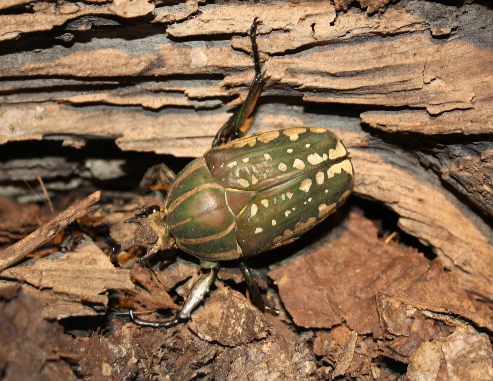 Cincinnati Zoo and Botanical Garden