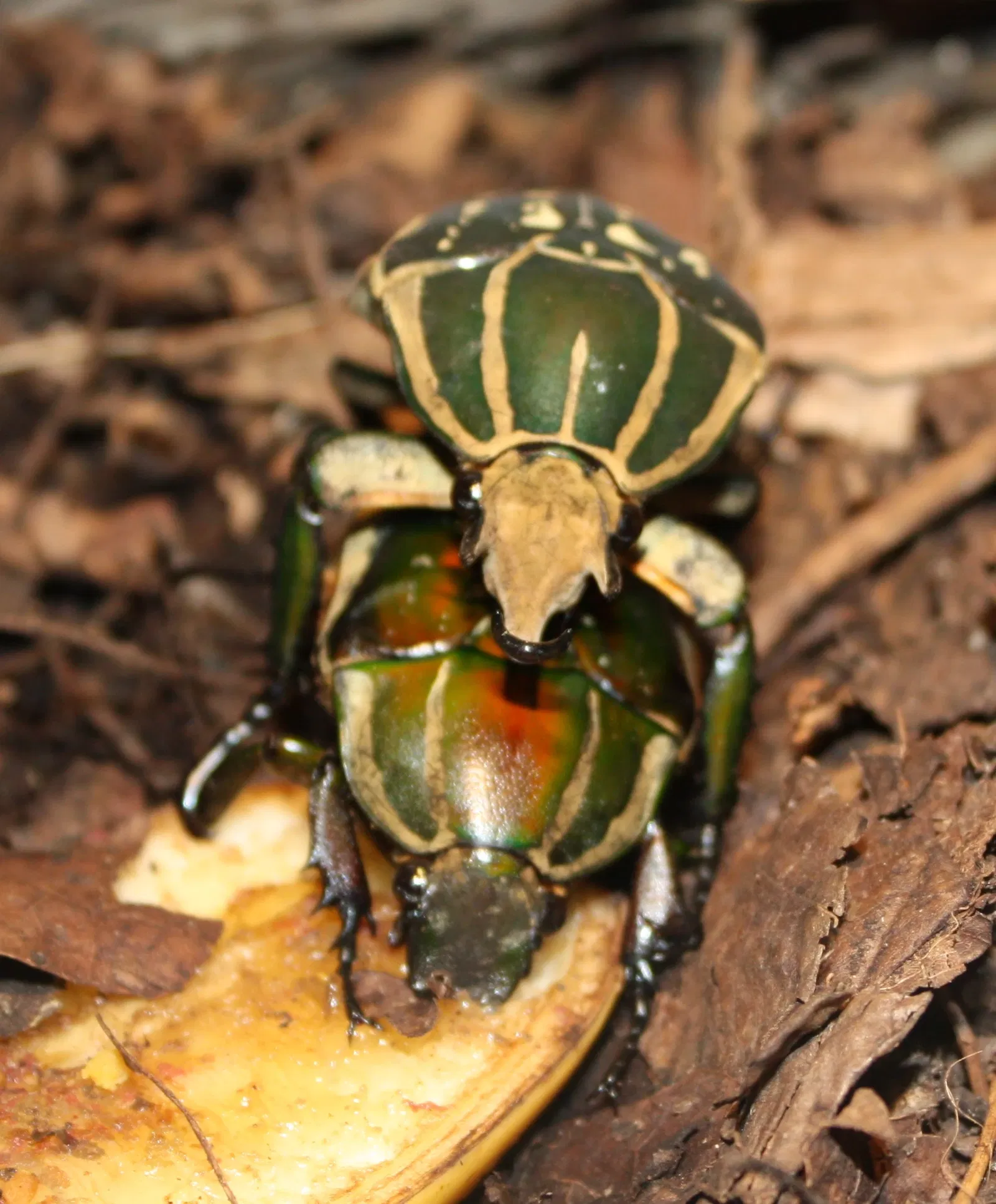 Zoo e giardino botanico di Cincinnati