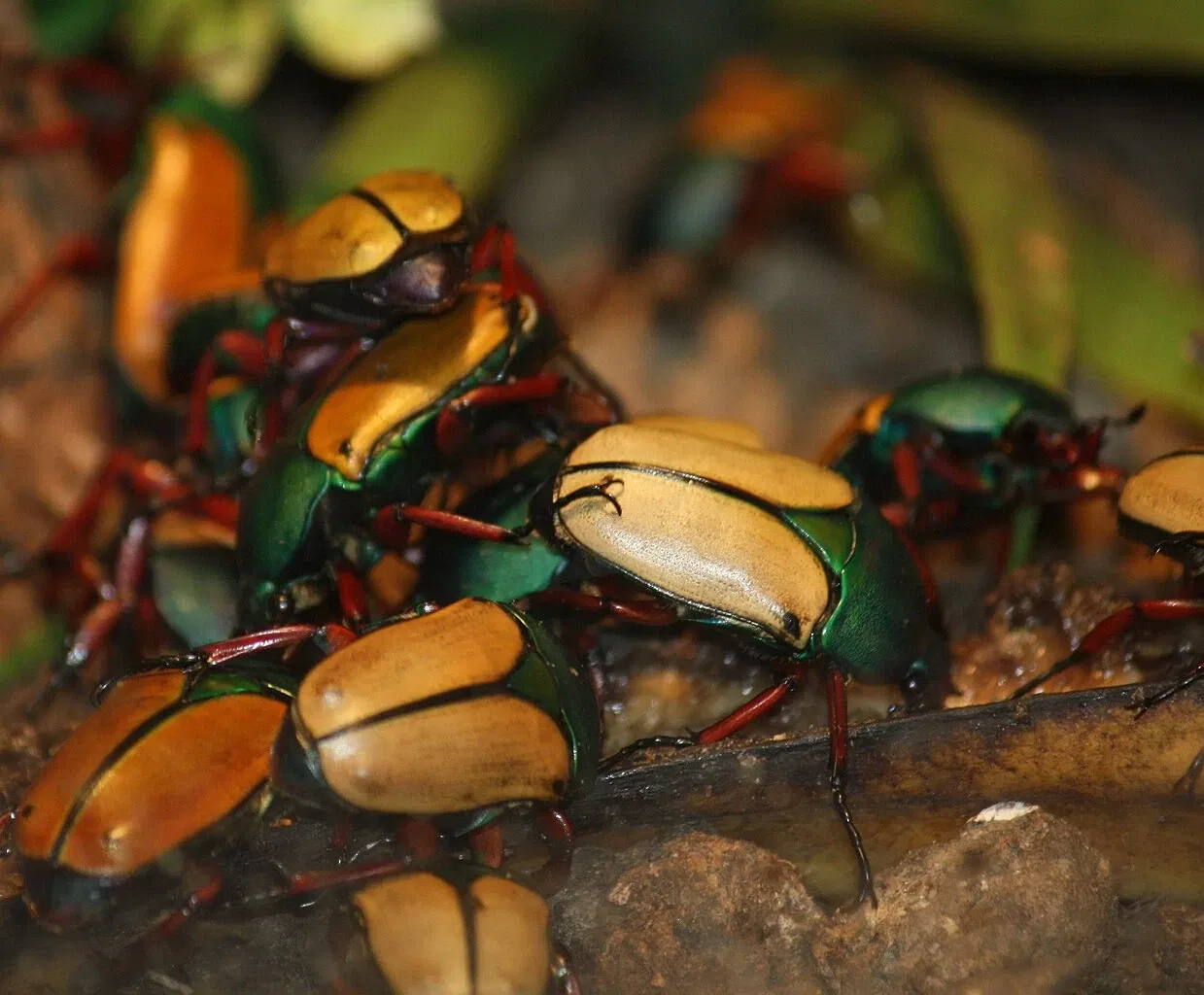 Jardín botánico y zoo de Cincinnati