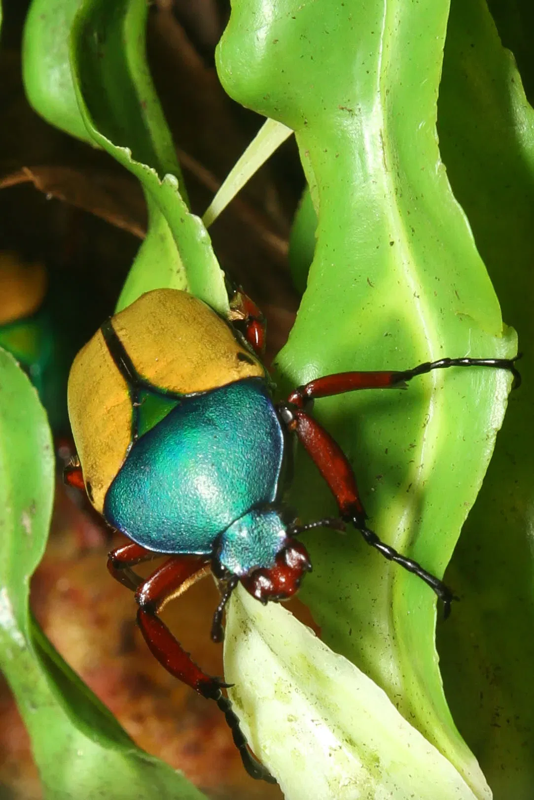 Jardín botánico y zoo de Cincinnati