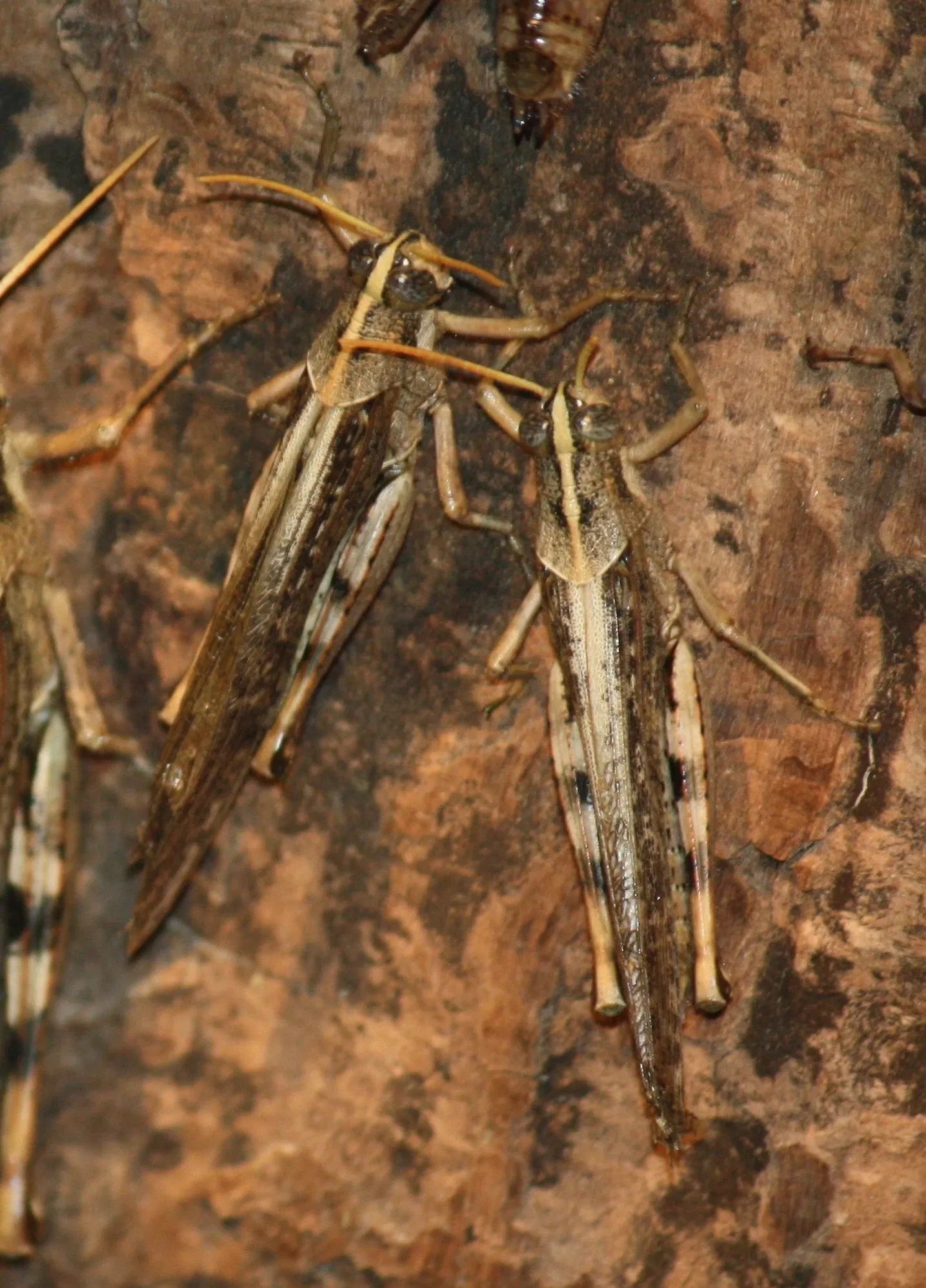 Jardín botánico y zoo de Cincinnati