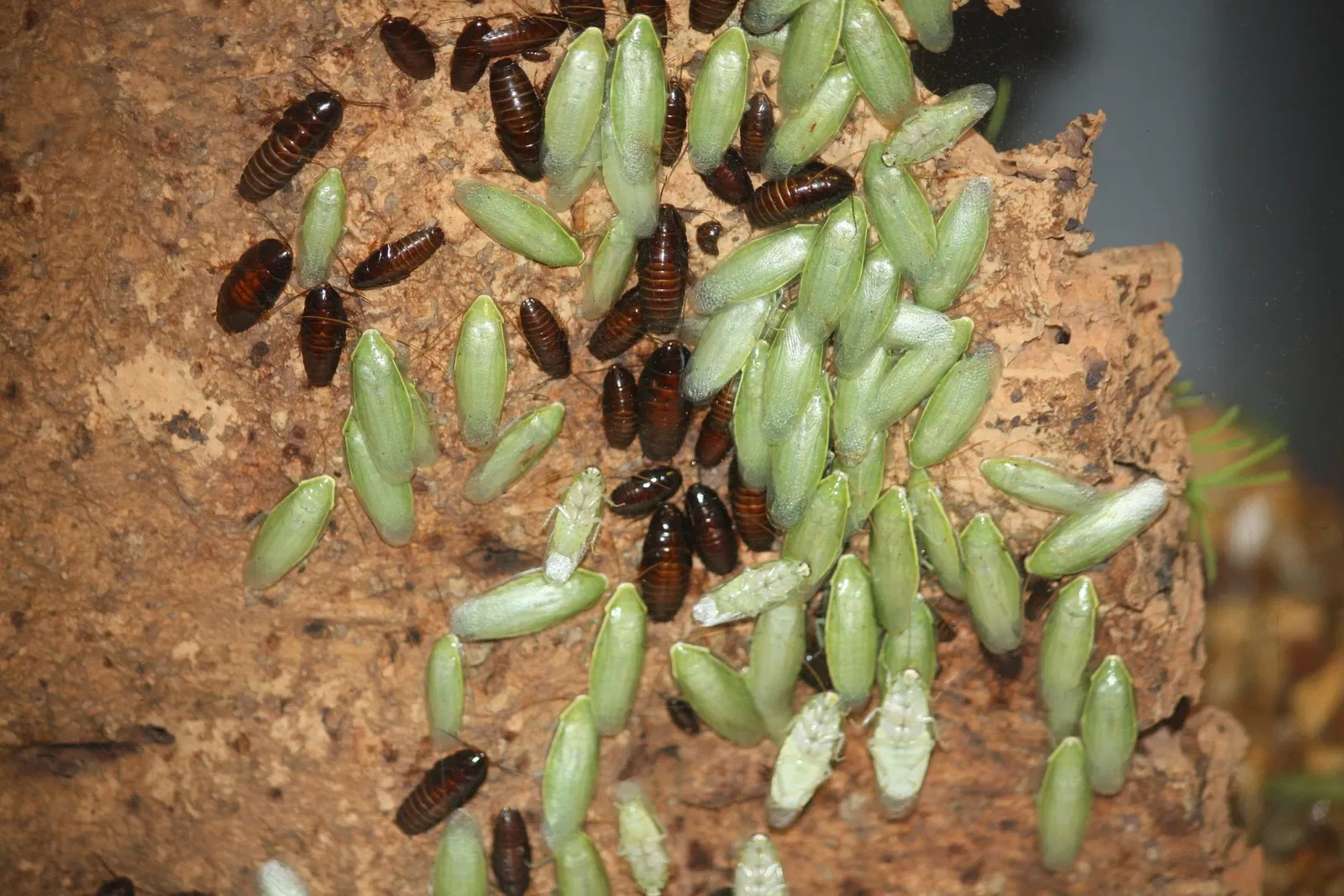 Jardín botánico y zoo de Cincinnati