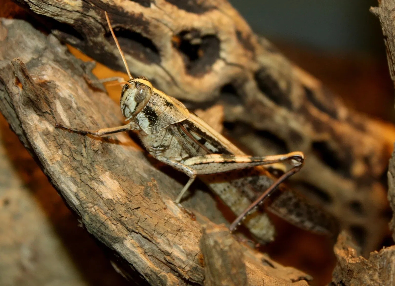 Cincinnati Zoo and Botanical Garden