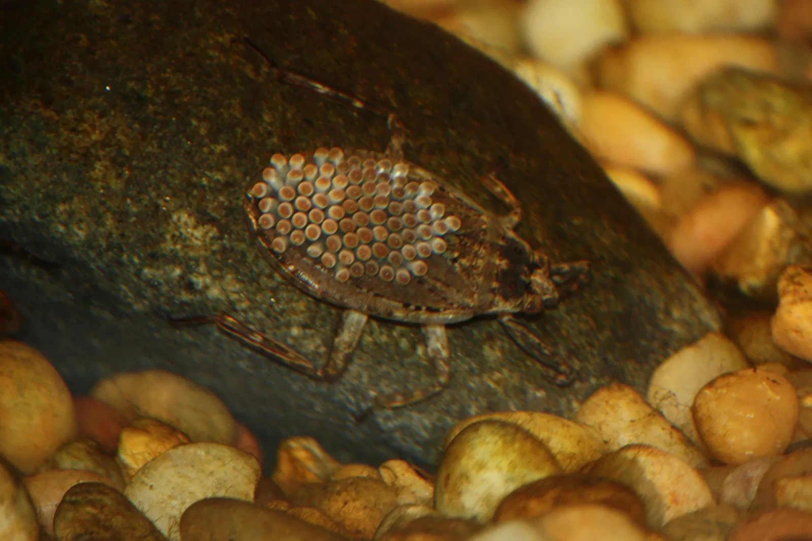 Zoo et Jardin botanique de Cincinnati