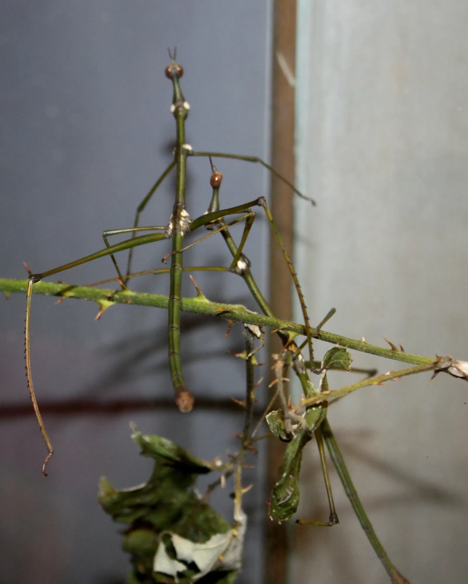 Zoo e giardino botanico di Cincinnati