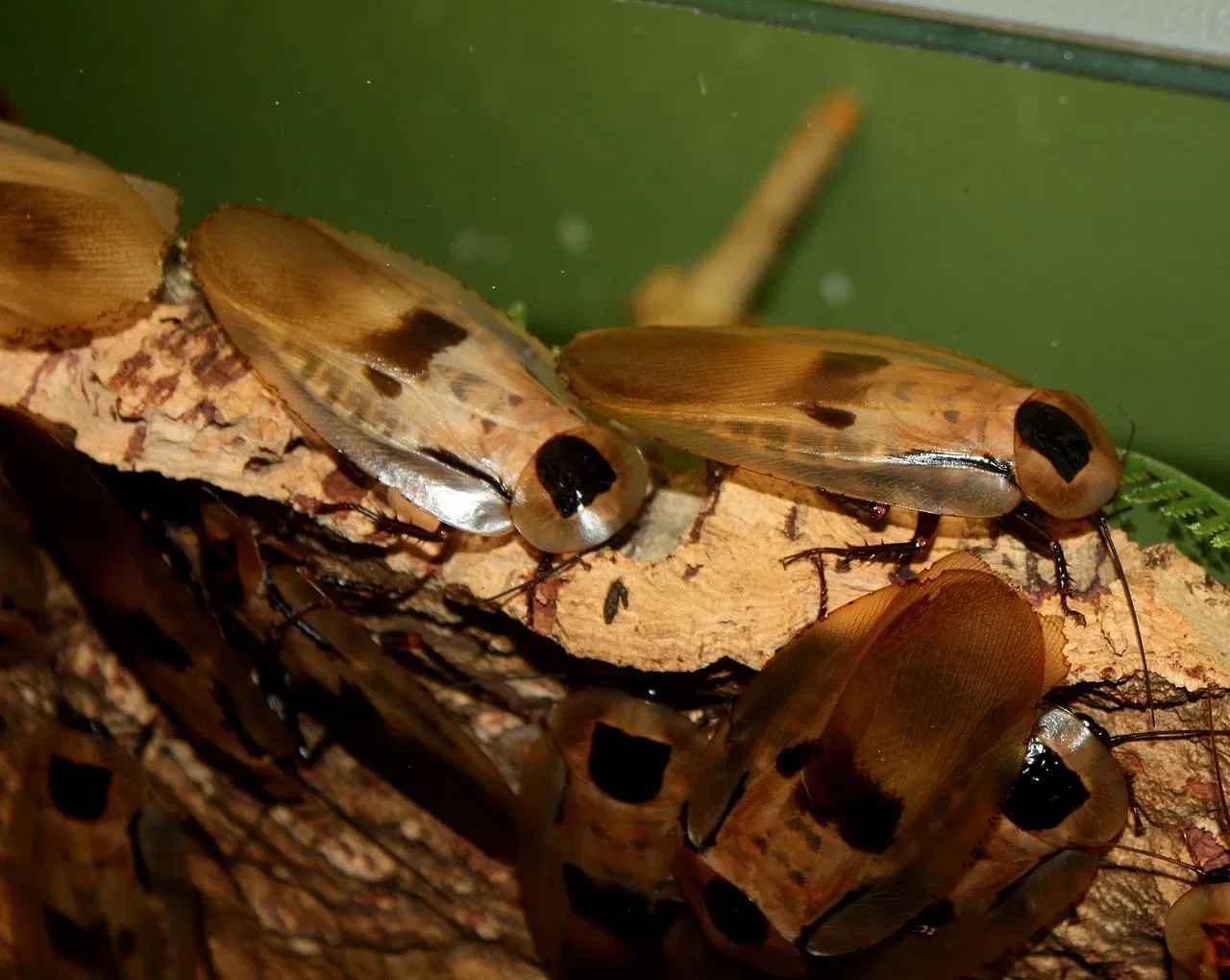 Jardín botánico y zoo de Cincinnati