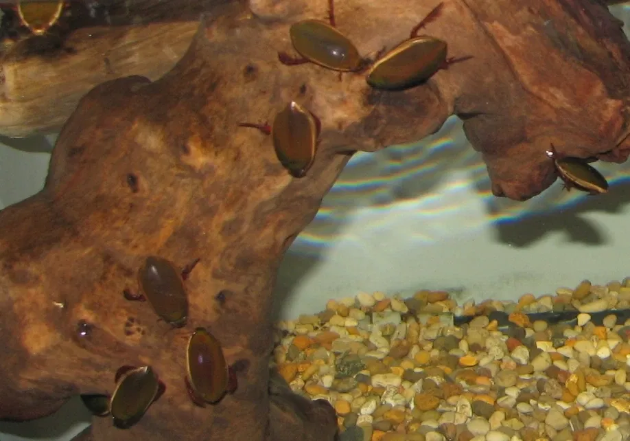 Jardín botánico y zoo de Cincinnati