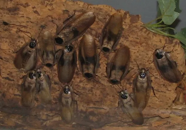 Jardín botánico y zoo de Cincinnati