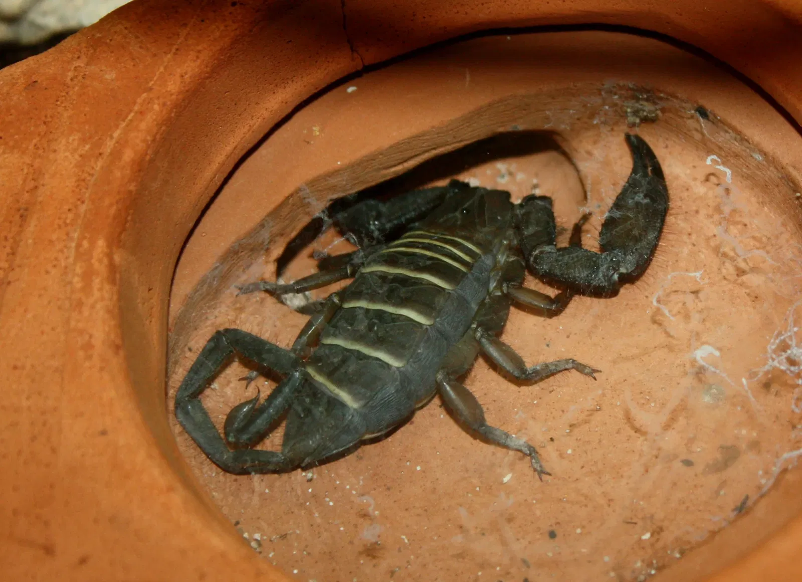 Jardín botánico y zoo de Cincinnati