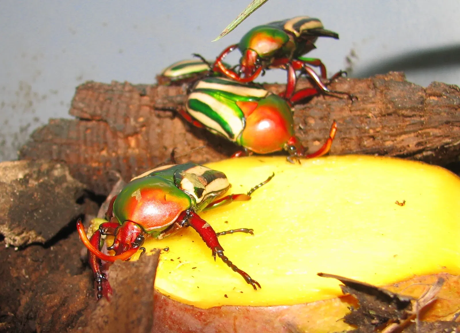 Zoo et Jardin botanique de Cincinnati