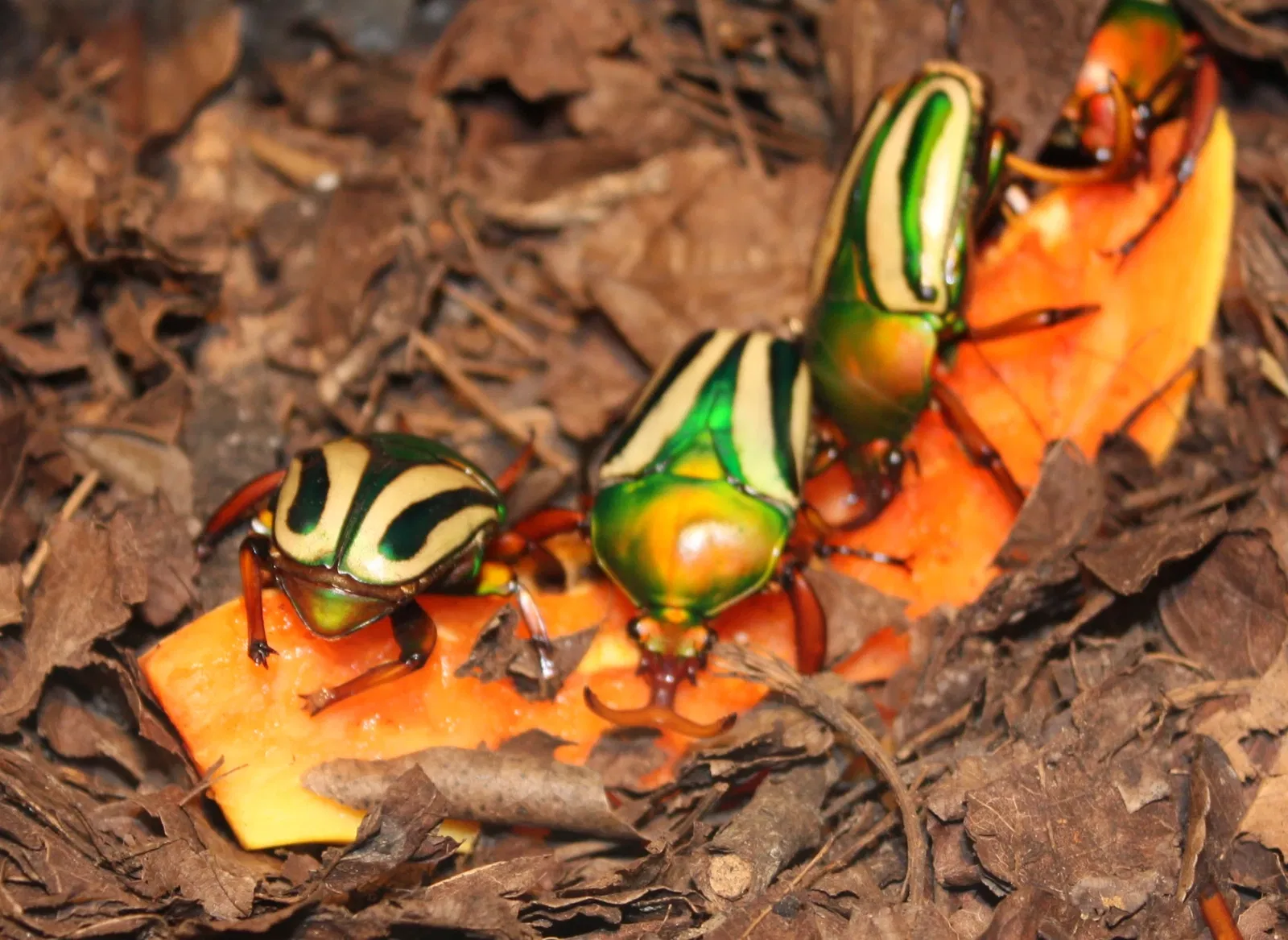 Zoo et Jardin botanique de Cincinnati