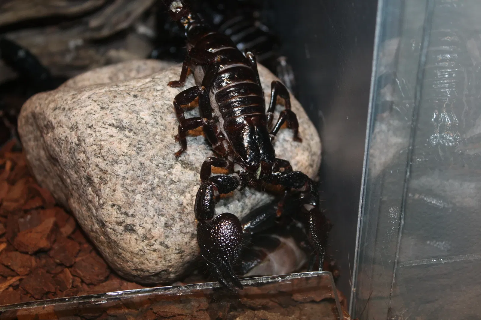 Jardín botánico y zoo de Cincinnati