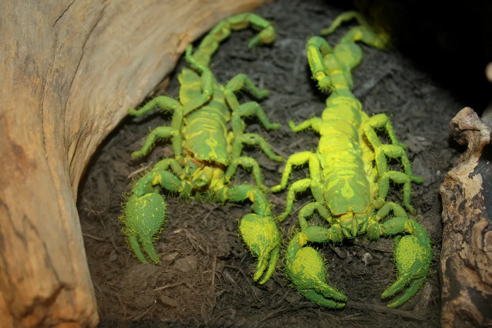 Jardín botánico y zoo de Cincinnati