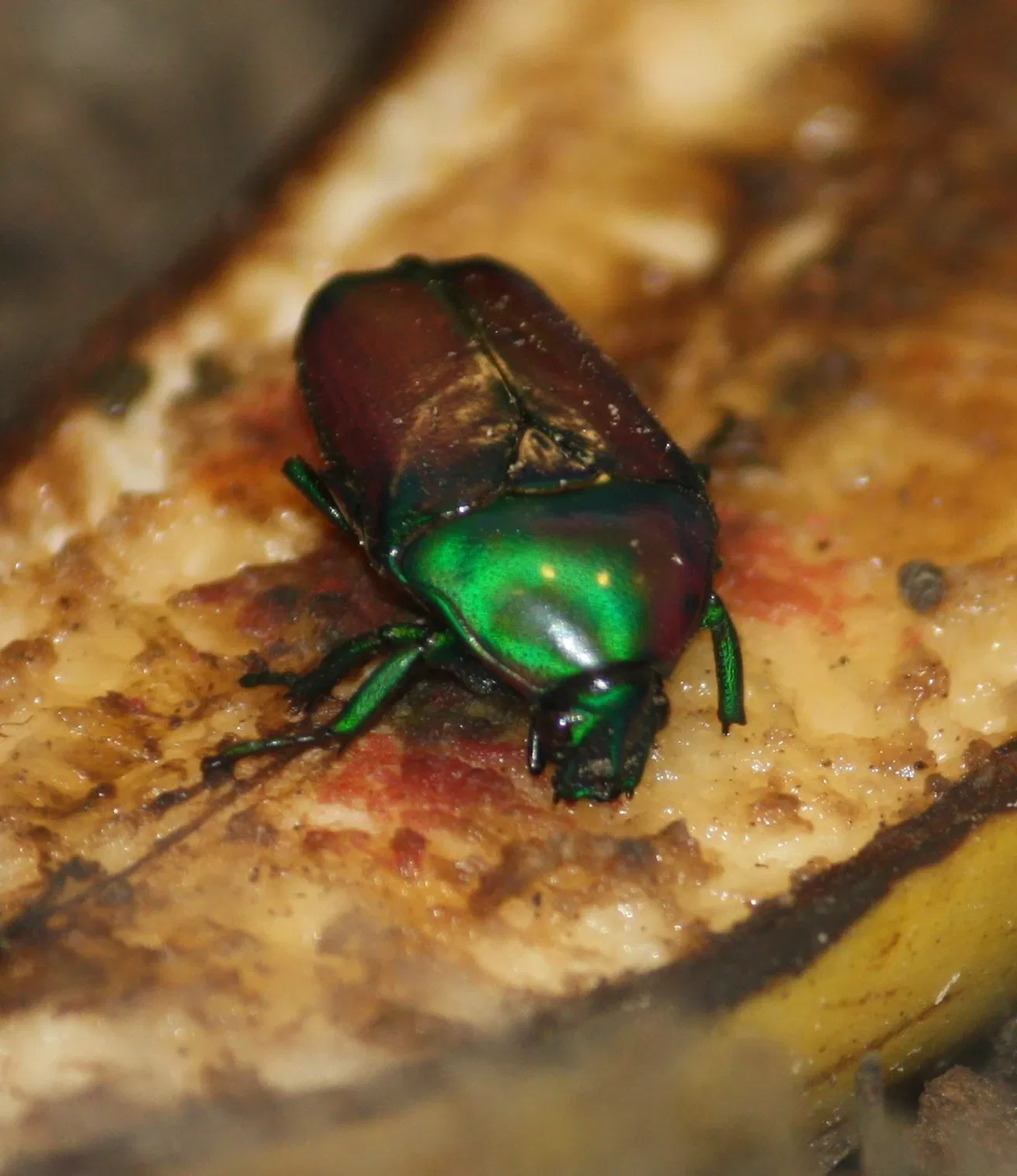 Zoo et Jardin botanique de Cincinnati