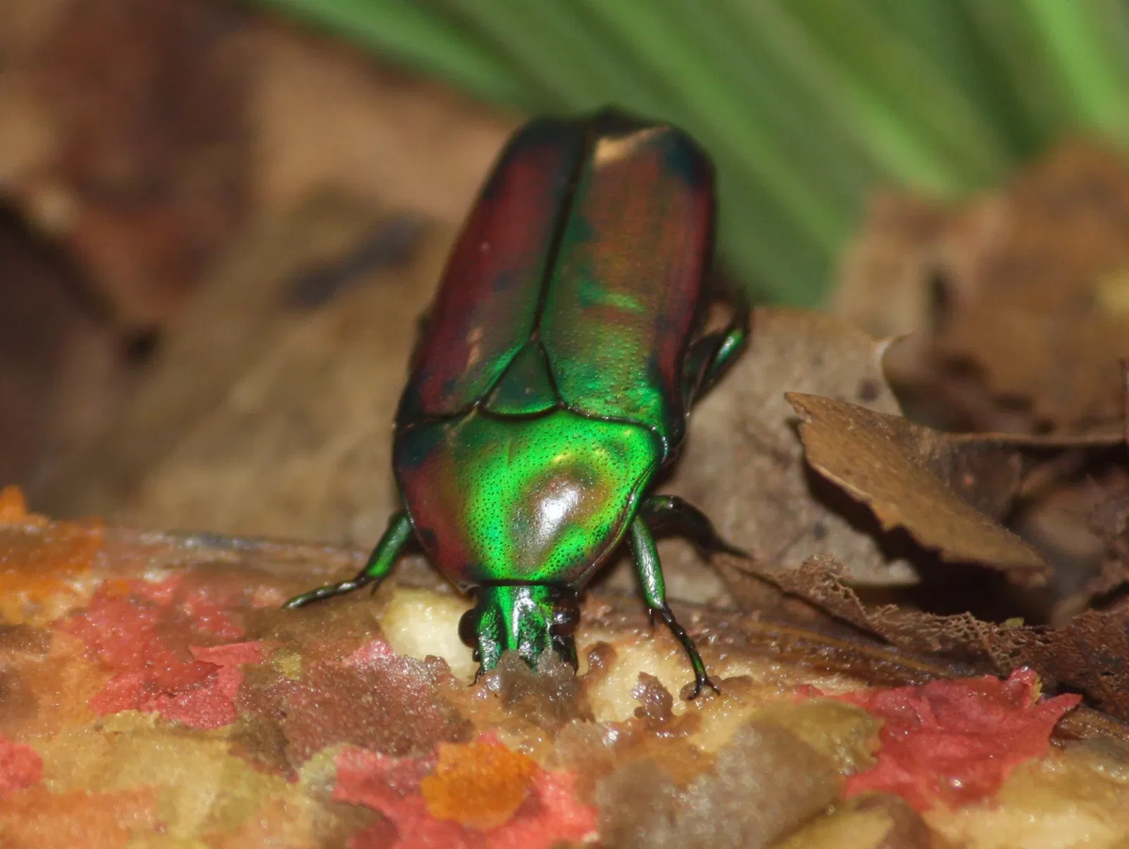 Jardín botánico y zoo de Cincinnati