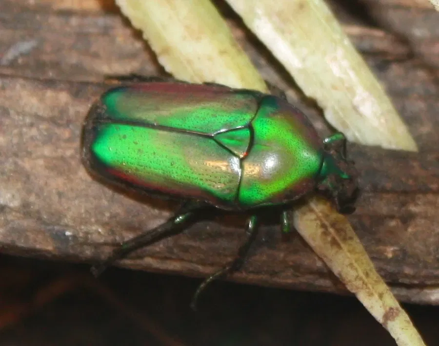 Zoo e giardino botanico di Cincinnati