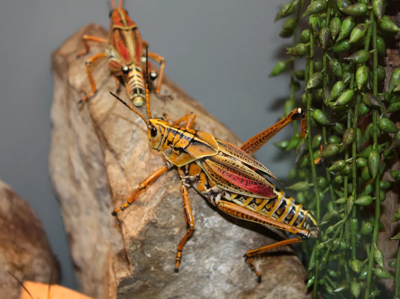 Jardín botánico y zoo de Cincinnati
