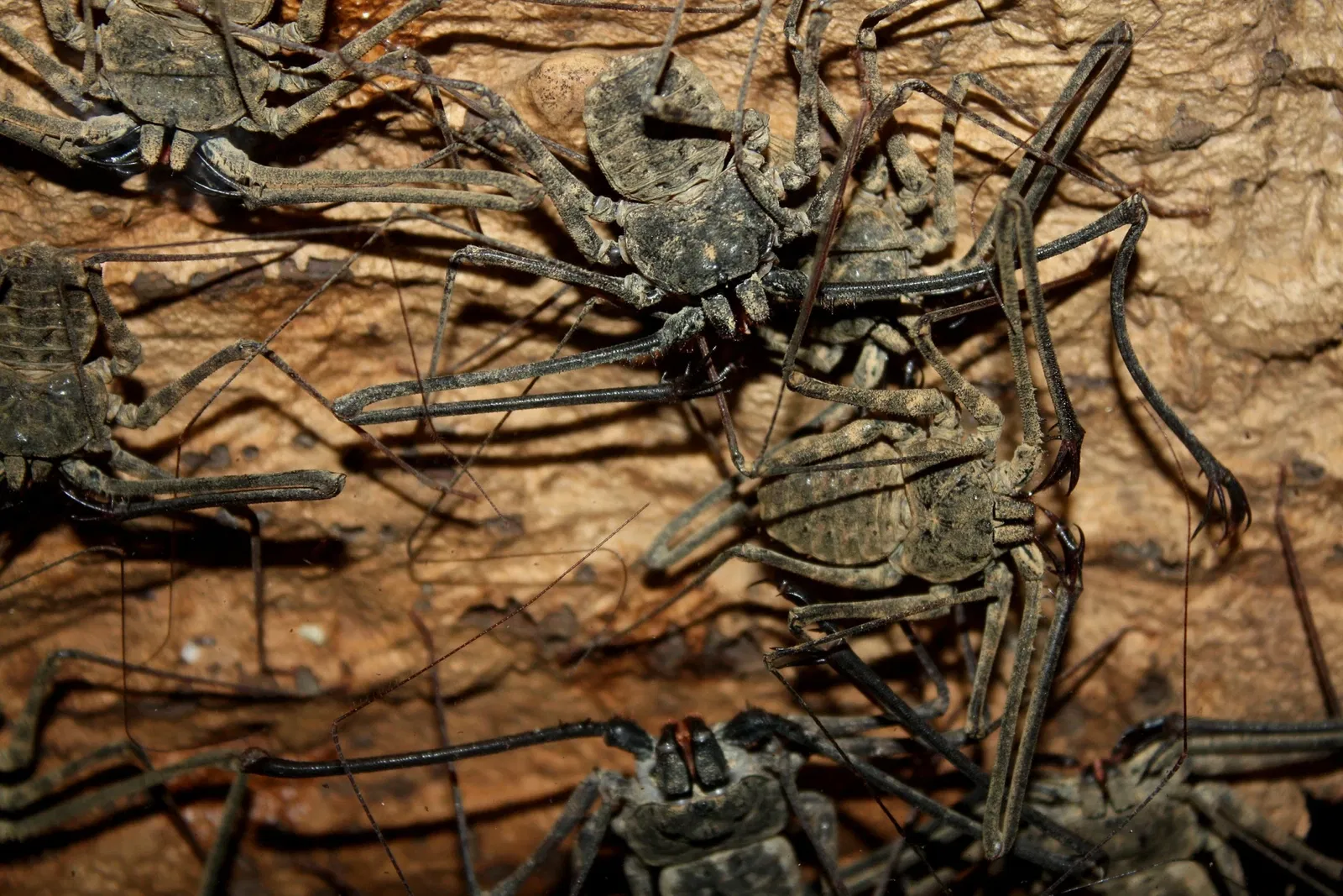 Jardín botánico y zoo de Cincinnati