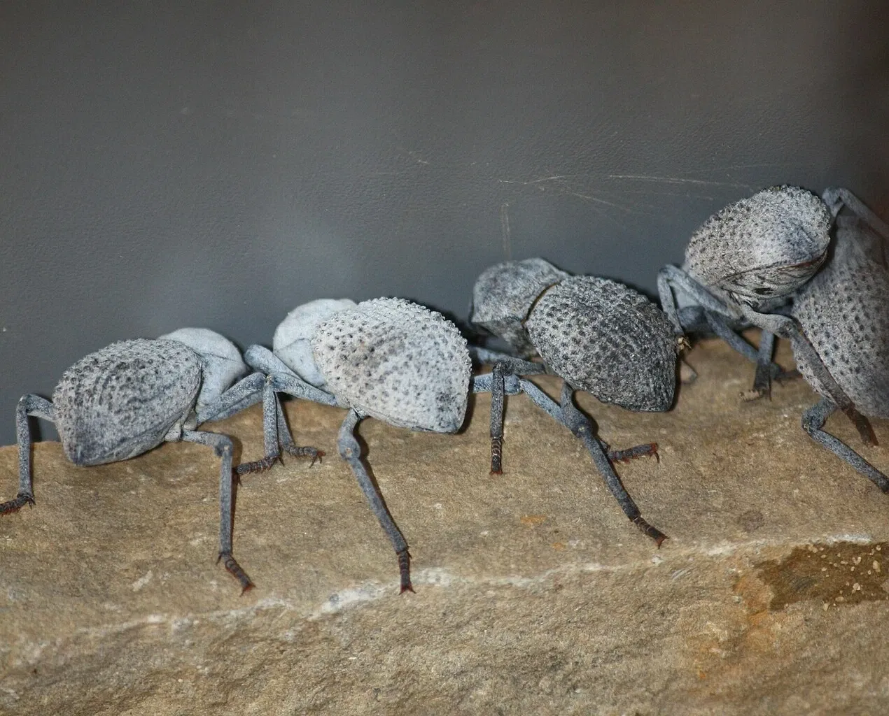 Zoo et Jardin botanique de Cincinnati