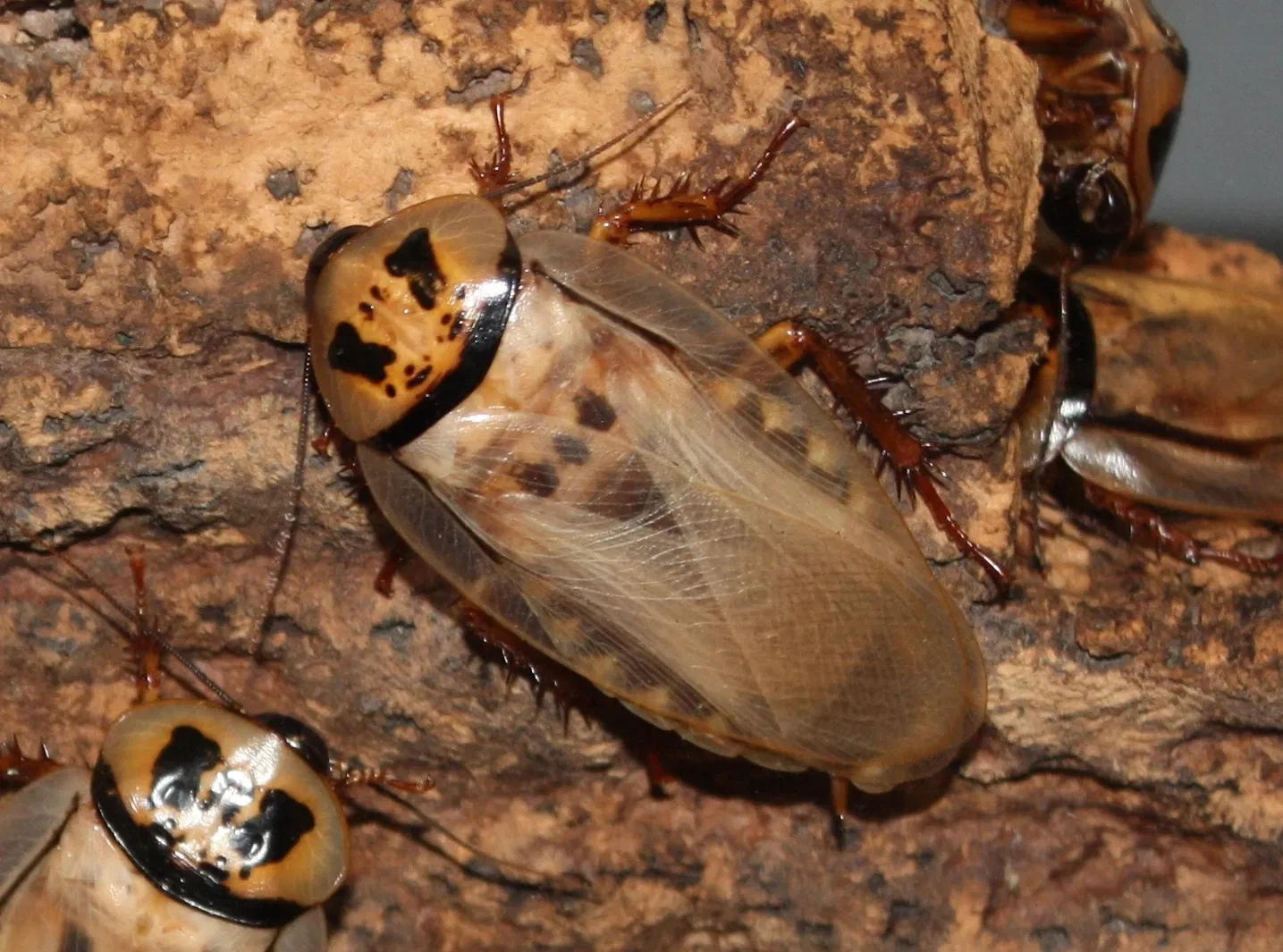 Jardín botánico y zoo de Cincinnati