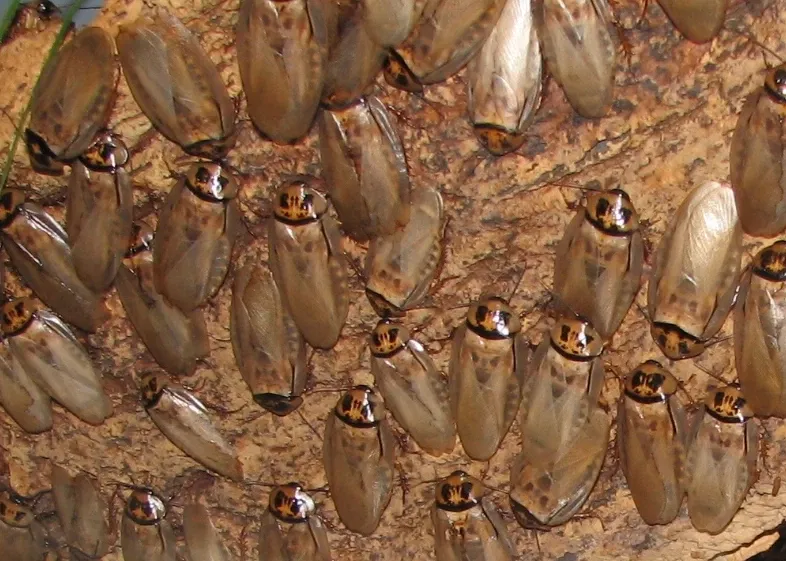 Zoo et Jardin botanique de Cincinnati