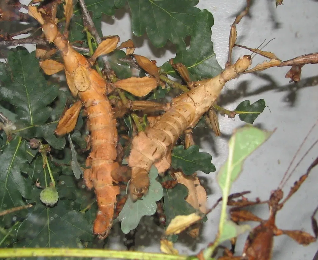 Cincinnati Zoo and Botanical Garden