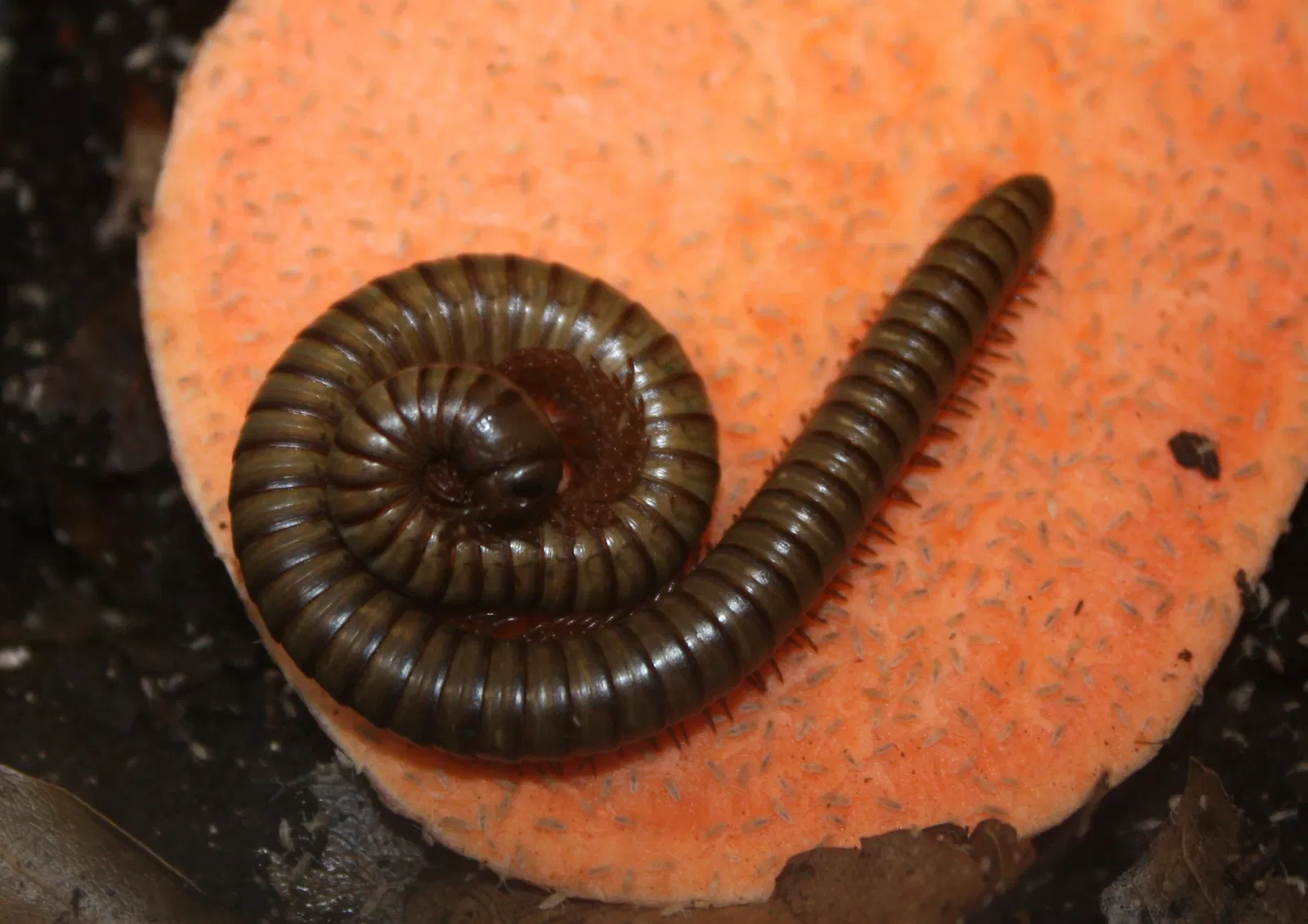 Jardín botánico y zoo de Cincinnati