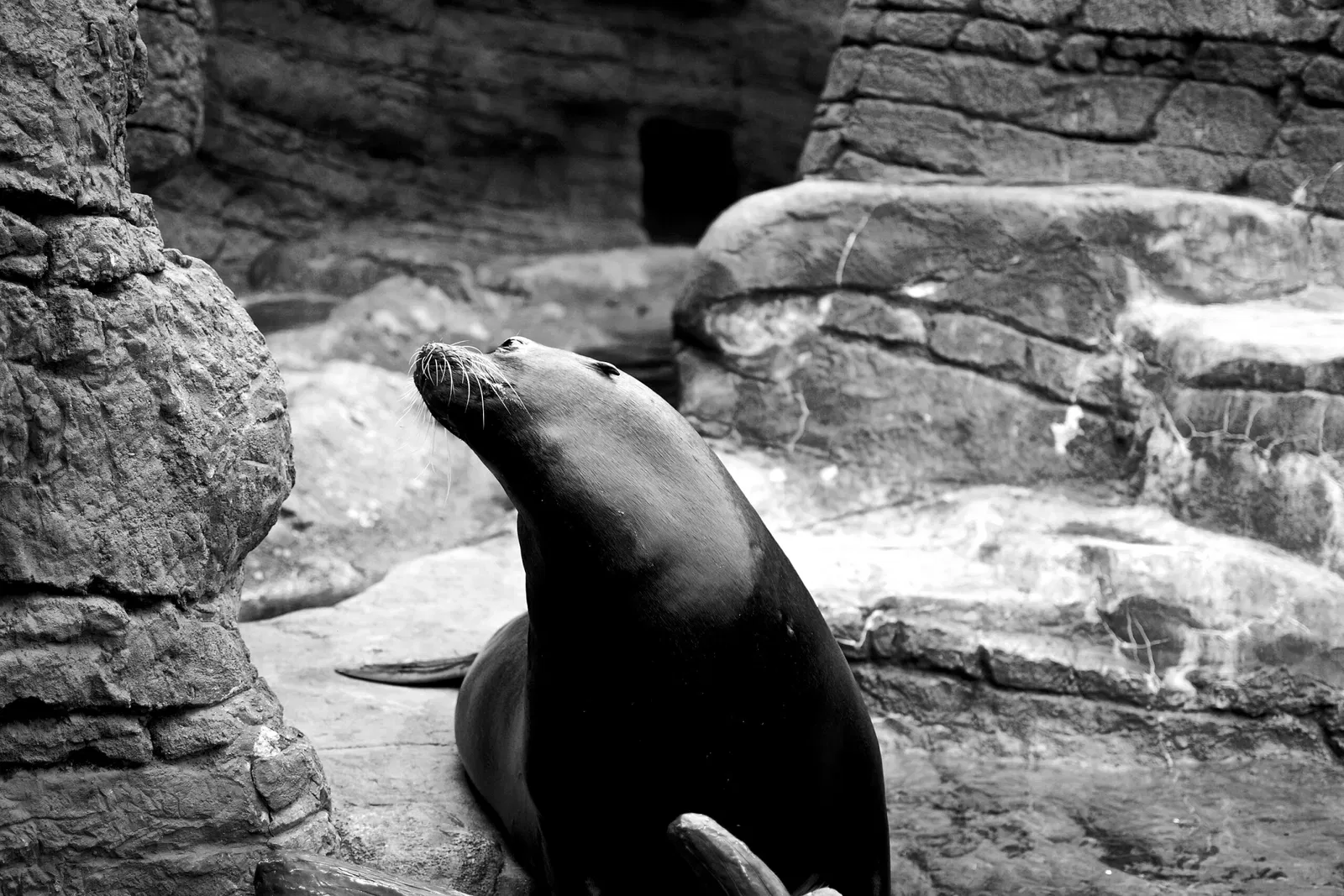 Zoo d'Indianapolis