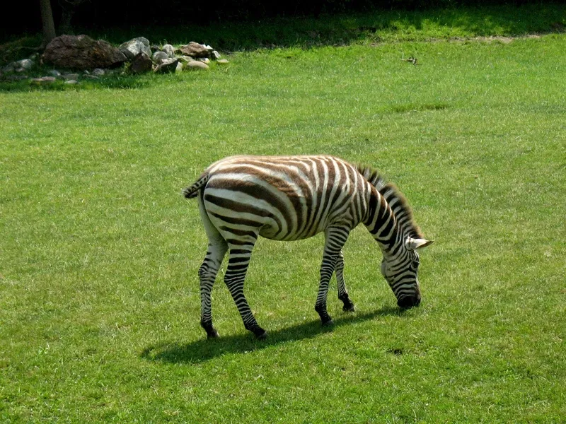 Zoo d'Indianapolis
