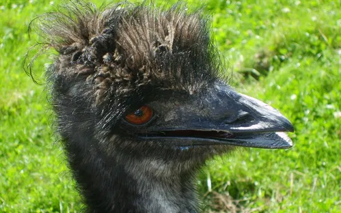 Odsherred Zoo Rescue