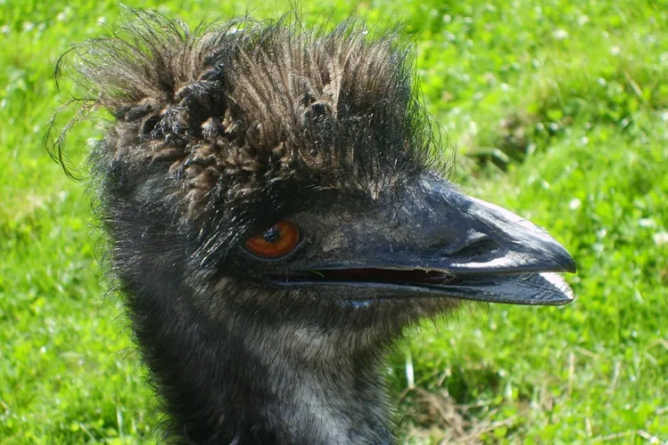 Odsherred Zoo Rescue