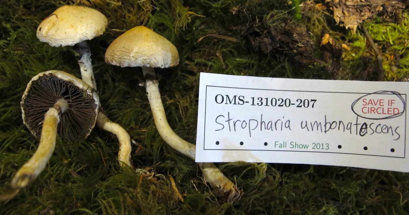 World Forestry Center