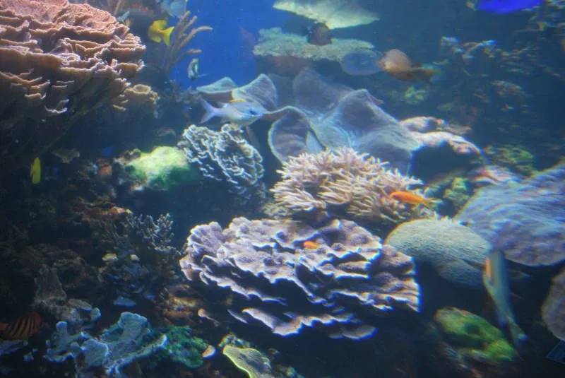 Acquario di Waikiki