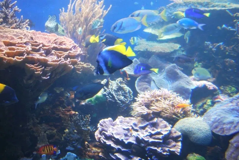 Waikīkī Aquarium
