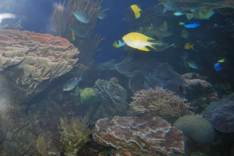 Acquario di Waikiki