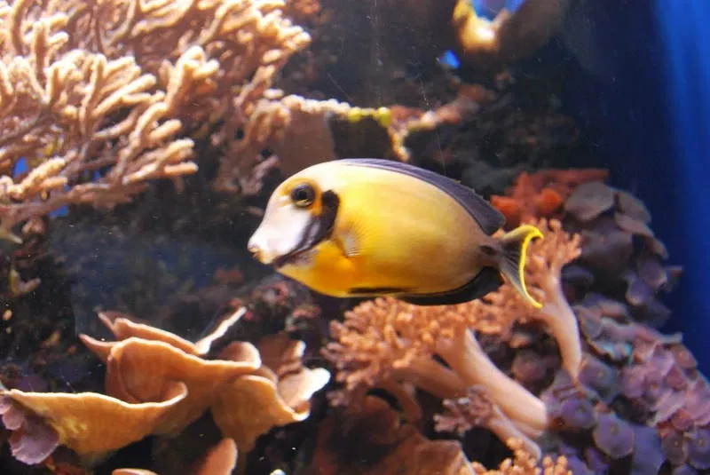 Waikīkī Aquarium