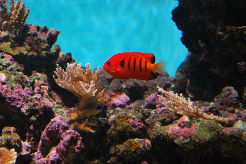 Acuario de Waikiki