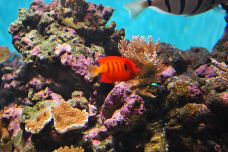 Acquario di Waikiki