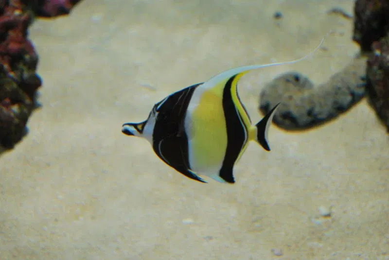 Acquario di Waikiki