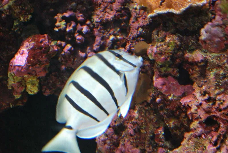 Acquario di Waikiki