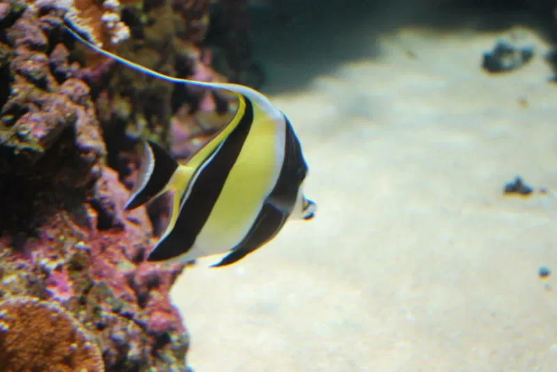 Acquario di Waikiki