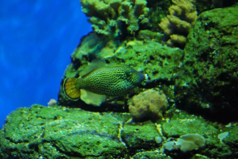 Acquario di Waikiki