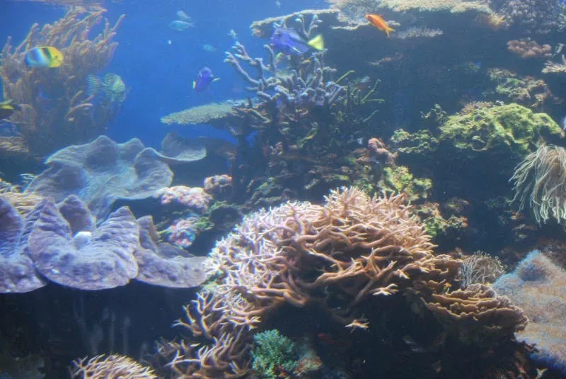 Acquario di Waikiki