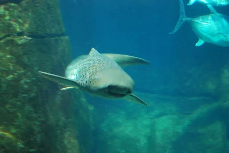Acuario de Waikiki