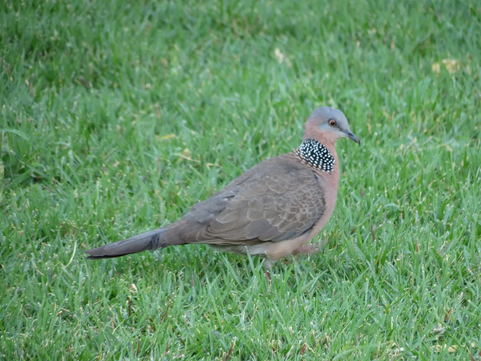 Bernice Pauahi Bishop Museum