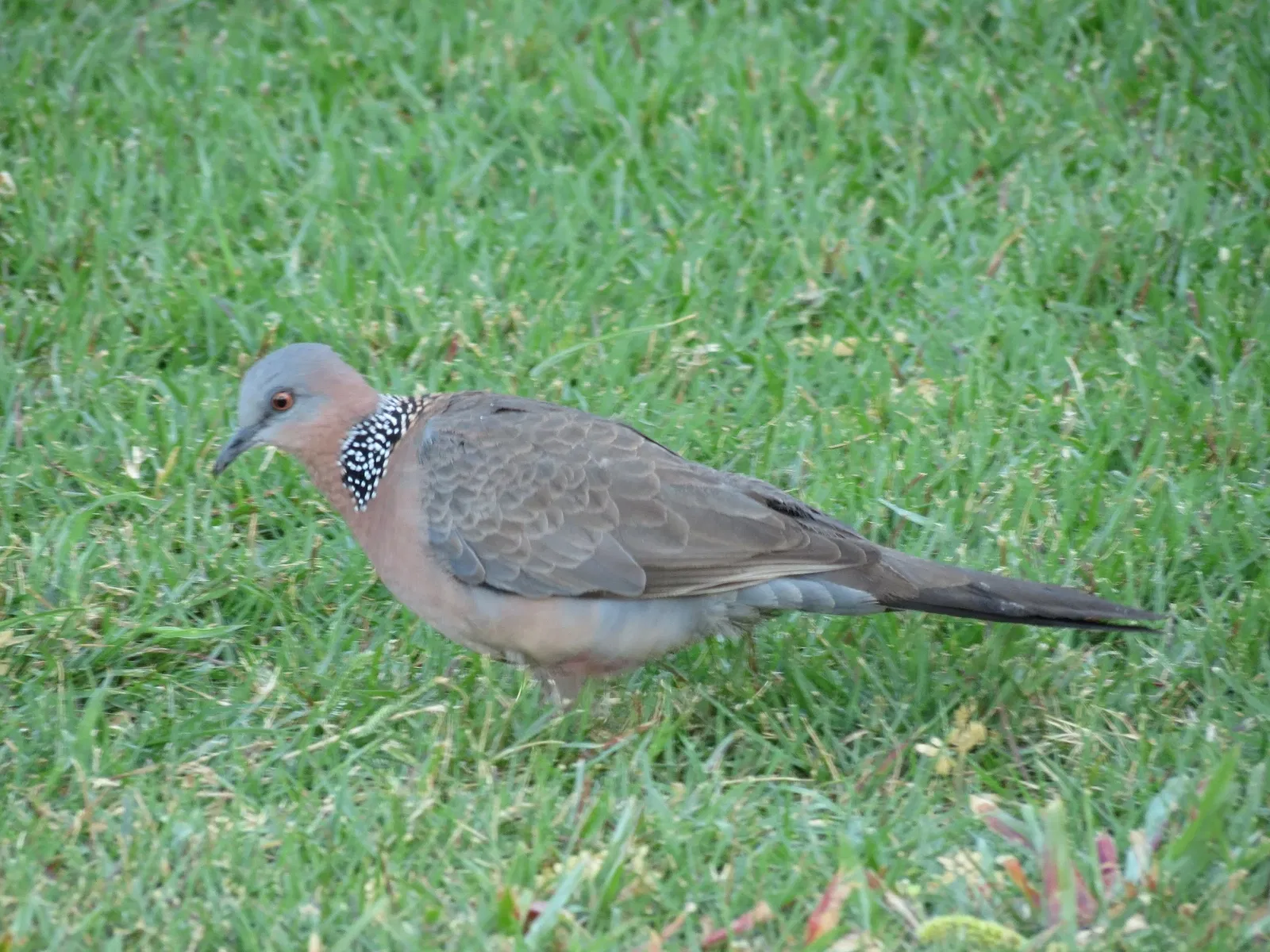Bernice Pauahi Bishop Museum