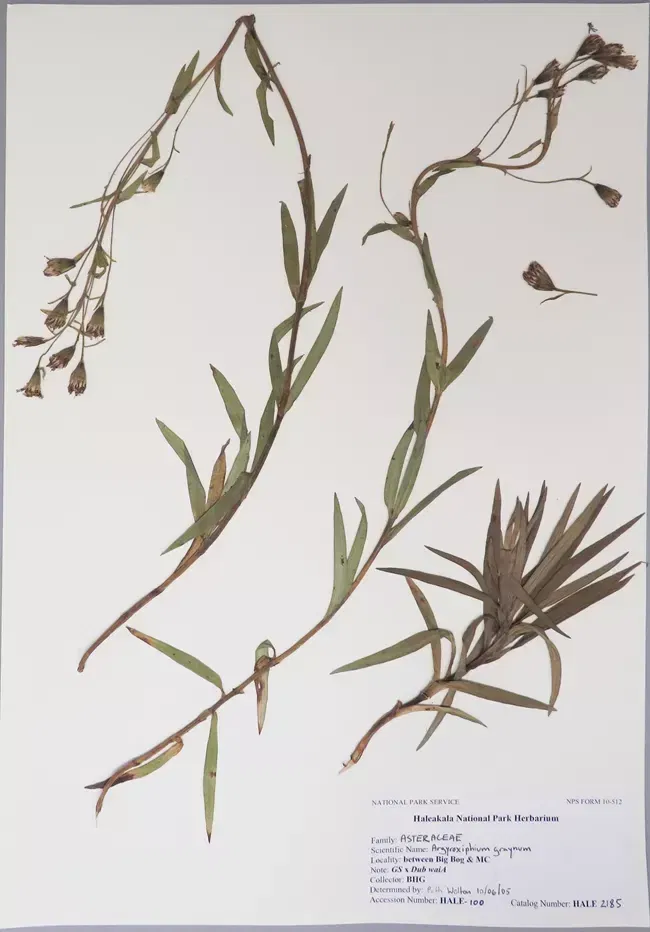 Museo Bernice Pauhai Bishop